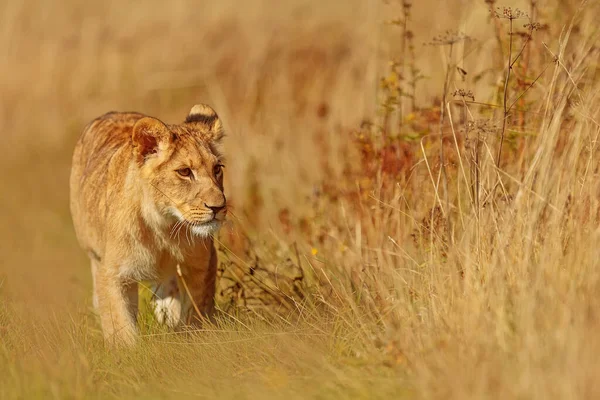 Lioness Panthera Leo Portrait Daytime — Stockfoto