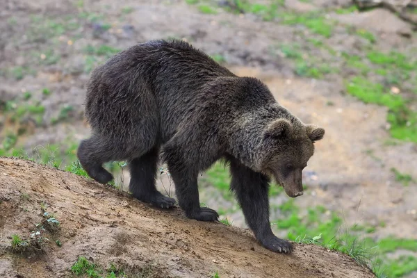 Brown Bear Wild Nature — Stock Photo, Image