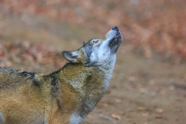 Lobo Eurasiático Canis Lupus Lupus — Fotografia de Stock