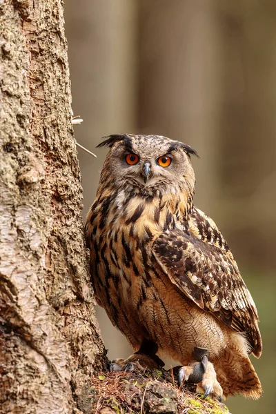 Ptak Fauna Sowa Zbliżenie — Zdjęcie stockowe