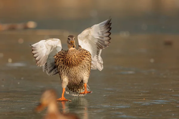 Close Duck Wild Nature — Stock Photo, Image