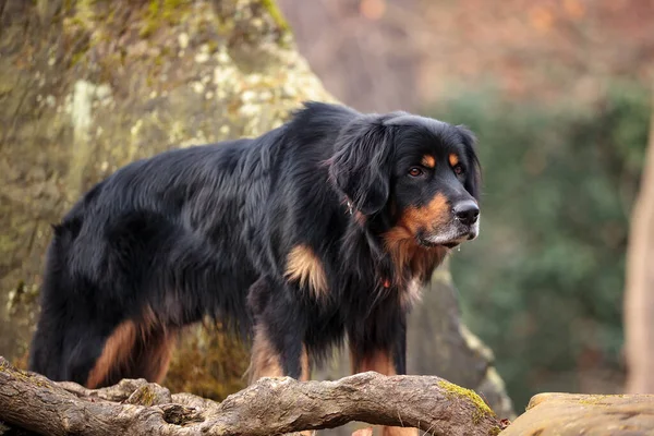 Dog Hovawart Gold Black Portrait — Stock fotografie