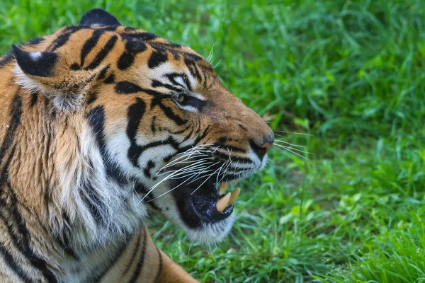 Animal Tiger Wild Nature — Stockfoto