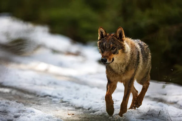 Lobo Eurasiático Canis Lupus Lupus — Foto de Stock