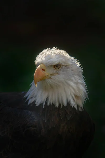 Bald Eagle Natural Background — Stockfoto