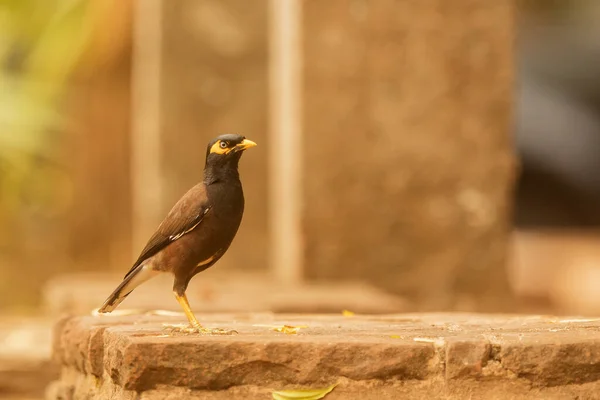 Closeup Small Bird Daytime — Stockfoto