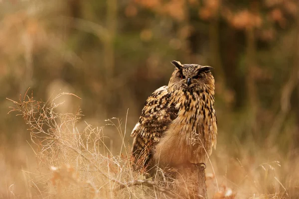 Bird Fauna Owl Close — Stockfoto