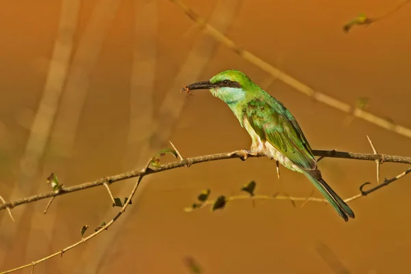 Green Bee Eater Merops Orientalis Portrait Blurred Background —  Fotos de Stock