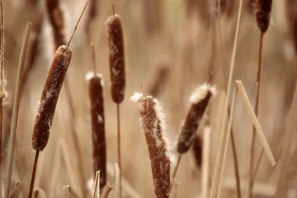 Old Rest Reeds Winter Time — Stockfoto