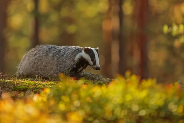 Old European Badger Wild — Stock Photo, Image