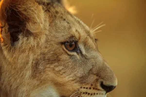 Lioness Panthera Leo Portrait Daytime — Foto de Stock