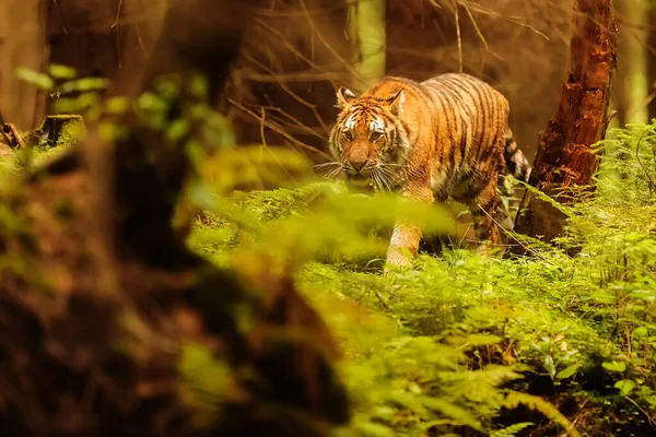 animal,  tiger in wild nature