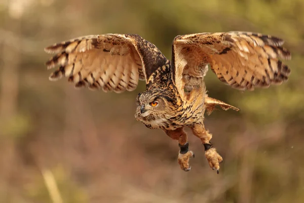 Pássaro Fauna Coruja Imagens Grande Plano — Fotografia de Stock