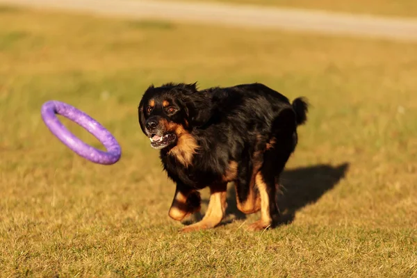 Dog Hovawart Gold Black Playing — Stok Foto