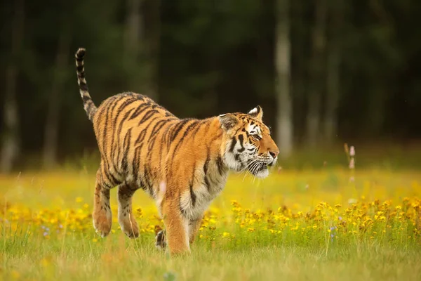 Animal Tiger Wild Nature — Zdjęcie stockowe