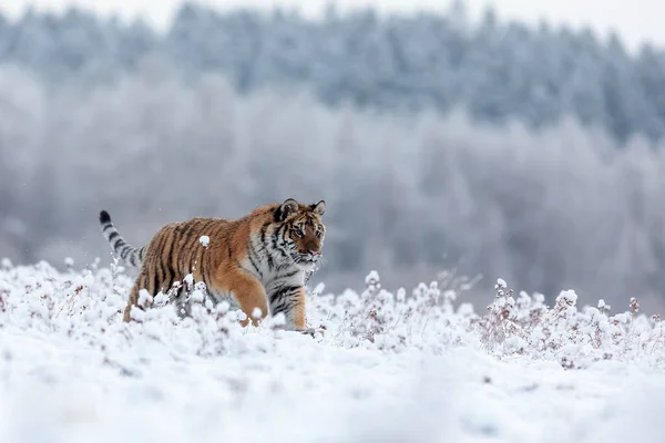 Animal Tiger Wild Nature — Stockfoto