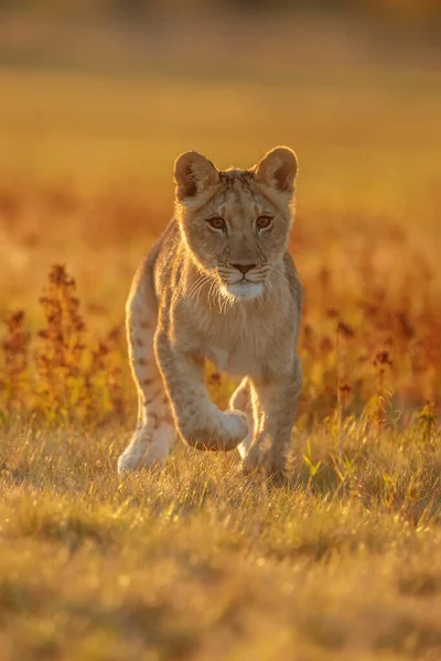 Lioness Panthera Leo Portrait Daytime — Fotografia de Stock