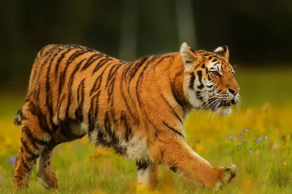 Animal Tiger Wild Nature — 스톡 사진