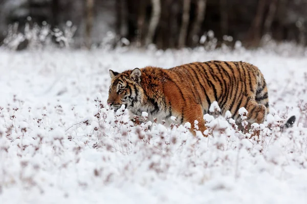 Animal Tiger Wild Nature —  Fotos de Stock