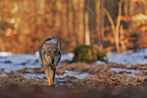 Lobo Eurasiático Canis Lupus Lupus —  Fotos de Stock