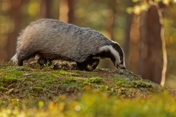Old European Badger Wild — стоковое фото