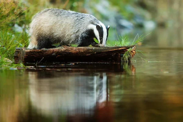 Old European Badger Wild — Stockfoto