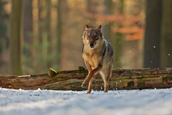 Ευρασιατική Λύκος Canis Lupus Λύκος — Φωτογραφία Αρχείου