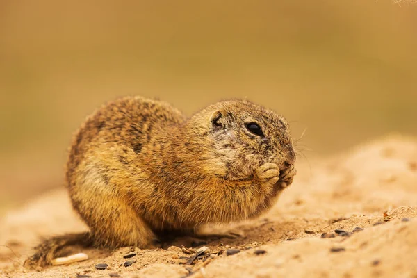 Small Mammal European Ground Squirrel Spermophilus Citellus — Foto de Stock