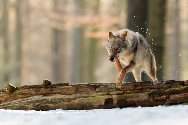Αρσενικός Ευρασιατικός Λύκος Canis Lupus Lupus Στην Άγρια Φύση — Φωτογραφία Αρχείου