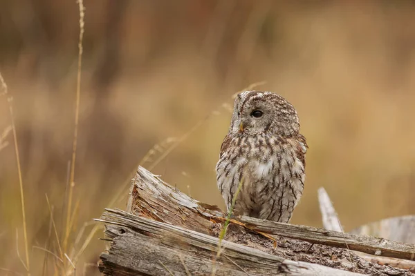 Bird Fauna Owl Close — ストック写真