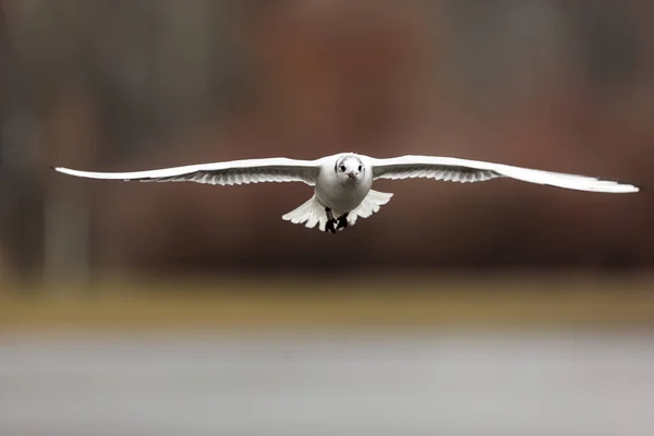 Sea Gull Flight — Stock Photo, Image