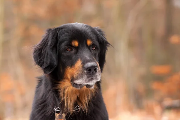 Dog Hovawart Gold Black Portrait — Stock fotografie