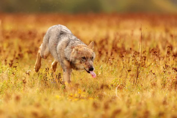 Male Eurasian Wolf Canis Lupus Lupus — Photo
