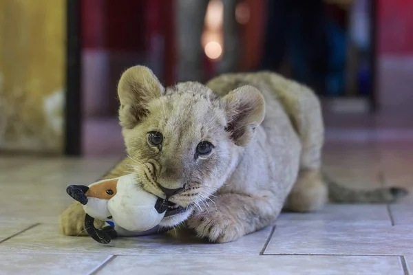 Portrait of cute lion cub