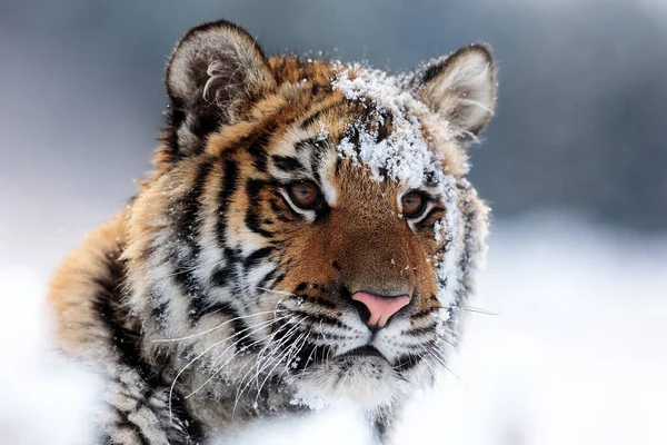 Animal Tiger Wild Nature — 图库照片