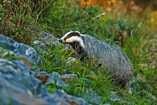 Old European Badger Wild — Stock fotografie