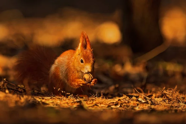 Cute Red Squirrel Sciurus Vulgaris — Zdjęcie stockowe
