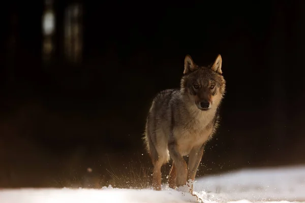 Волк Евразиец Волчанка Собачья — стоковое фото