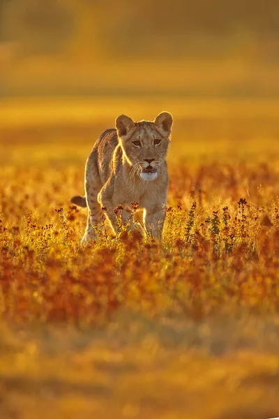 Lioness Panthera Leo Portrait Daytime — Zdjęcie stockowe