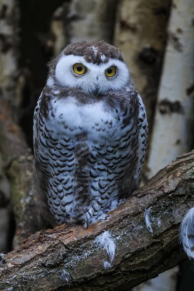 Bird Fauna Owl Close — Stock Photo, Image