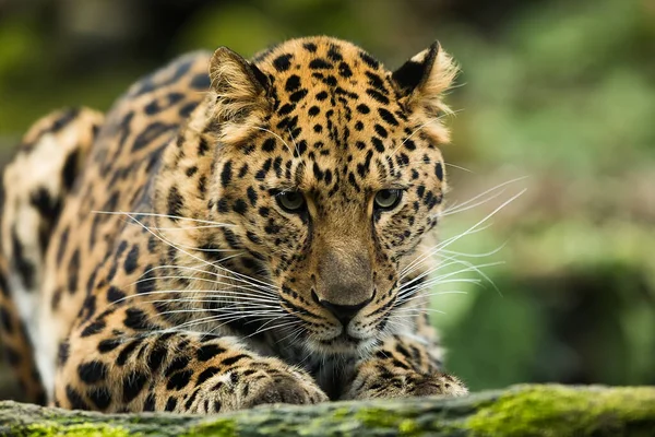 Adult Cheetah Acinonyx Jubatus Wild — Fotografia de Stock