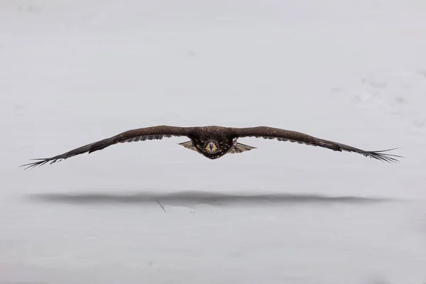 White Tailed Eagle Wild Nature — 스톡 사진
