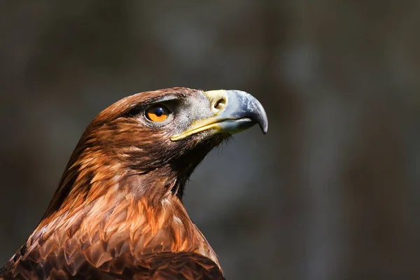 Eagle Wild Nature — Stockfoto