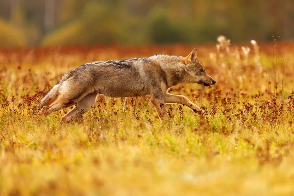 Lobo Eurasiático Canis Lupus Lupus — Foto de Stock