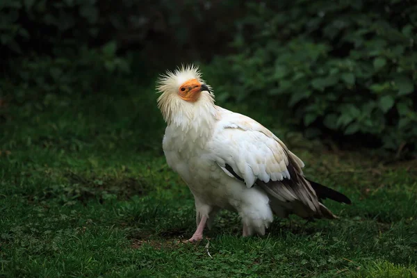 Egyptian Vulture Grass — Stock Photo, Image