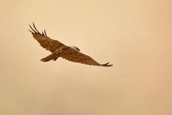 Bald Eagle Flight Natural Background — Fotografia de Stock