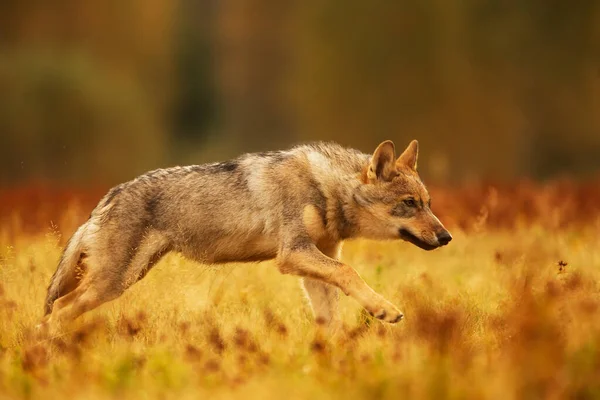 Közönséges Farkas Canis Lupus Lupus — Stock Fotó