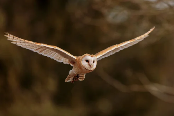 Bird Fauna Owl Close — ストック写真