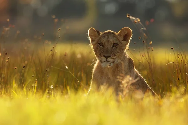 Lioness Panthera Leo Portrait Daytime — Stockfoto