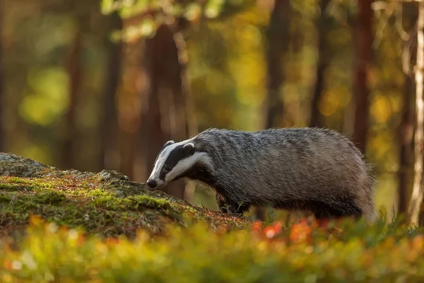 Old European Badger Wild — Stok fotoğraf